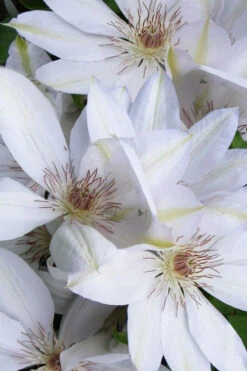 Henryi Clematis - 1 Gallon Pot 14 Henryi Clematis - 1 Gallon Pot -Plant Discount Store clematis henryi 7