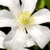 Huldine Clematis - 1 Gallon Pot -Plant Discount Store clematis huldine 8