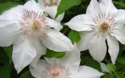 Hyde Hall Clematis - 1 Gallon Pot -Plant Discount Store clematis hyde hall 1