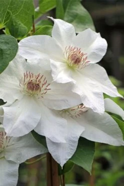 Hyde Hall Clematis - 1 Gallon Pot -Plant Discount Store clematis hyde hall 4