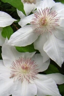 Hyde Hall Clematis - 1 Gallon Pot -Plant Discount Store clematis hyde hall 5