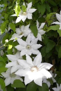 Hyde Hall Clematis - 1 Gallon Pot -Plant Discount Store clematis hyde hall 6