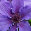 Ines Clematis - 1 Gallon Pot