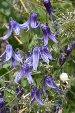 Clematis Integrifolia (Solitary Bush Clematis) - 1 Gallon Pot -Plant Discount Store clematis integrifolia soiltary bush clematis 4