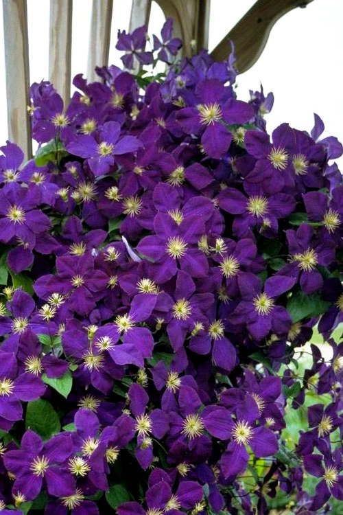 Jackmanii Purple Clematis - 1 Gallon Pot 6 Jackmanii Purple Clematis - 1 Gallon Pot - Image 4