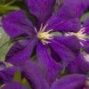 Jackmanii Purple Clematis - 1 Gallon Pot -Plant Discount Store clematis jackmanii 7 1