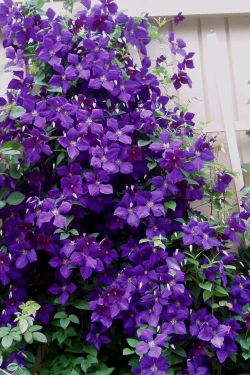 Jackmanii Purple Clematis - 1 Gallon Pot 7 Jackmanii Purple Clematis - 1 Gallon Pot - Image 5