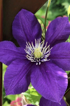 Jackmanii Superba Clematis - 1 Gallon Pot -Plant Discount Store clematis jackmanii superba 5