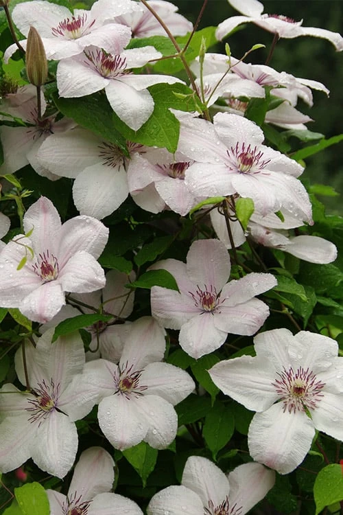 John Paul II Clematis - 1 Gallon Pot 7 John Paul II Clematis - 1 Gallon Pot - Image 5