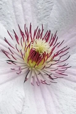 John Paul II Clematis - 1 Gallon Pot 13 John Paul II Clematis - 1 Gallon Pot -Plant Discount Store clematis john paul II 5