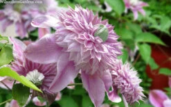 Josephine Clematis - 1 Gallon Pot 11 Josephine Clematis - 1 Gallon Pot -Plant Discount Store clematis josephine 15 1