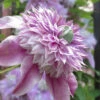 Josephine Clematis - 1 Gallon Pot 2 Josephine Clematis - 1 Gallon Pot -Plant Discount Store clematis josephine 16 1