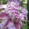 Josephine Clematis - 1 Gallon Pot 2 Josephine Clematis - 1 Gallon Pot -Plant Discount Store clematis josephine 16