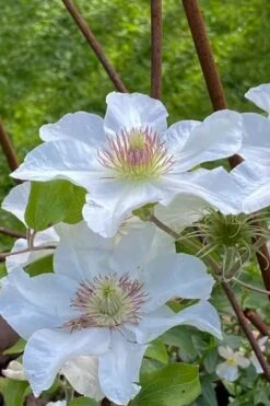 Kitty Clematis - 1 Gallon Pot 17 Kitty Clematis - 1 Gallon Pot -Plant Discount Store clematis kitty 1