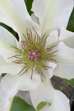 Kitty Clematis - 1 Gallon Pot 19 Kitty Clematis - 1 Gallon Pot -Plant Discount Store clematis kitty 13