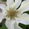 Kitty Clematis - 1 Gallon Pot -Plant Discount Store clematis kitty 14