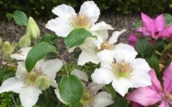 Kitty Clematis - 1 Gallon Pot 15 Kitty Clematis - 1 Gallon Pot -Plant Discount Store clematis kitty 2