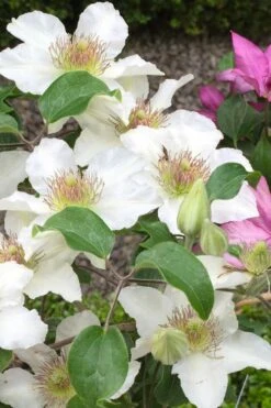 Kitty Clematis - 1 Gallon Pot 16 Kitty Clematis - 1 Gallon Pot -Plant Discount Store clematis kitty 3