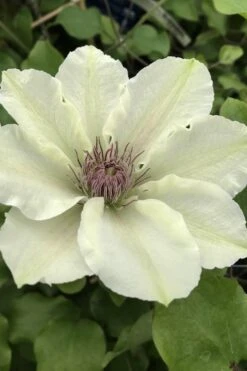Kitty Clematis - 1 Gallon Pot 14 Kitty Clematis - 1 Gallon Pot -Plant Discount Store clematis kitty 4