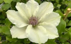 Kitty Clematis - 1 Gallon Pot 18 Kitty Clematis - 1 Gallon Pot -Plant Discount Store clematis kitty 8