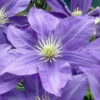 Lady Northcliffe Clematis - 1 Gallon Pot -Plant Discount Store clematis lady northcliffe 1