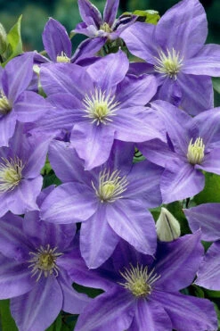 Lady Northcliffe Clematis - 1 Gallon Pot -Plant Discount Store clematis lady northcliffe 2
