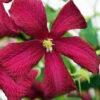 Madame Julia Correvon Clematis - 1 Gallon Pot 2 Madame Julia Correvon Clematis - 1 Gallon Pot -Plant Discount Store clematis madame julia correvon 14