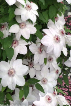 Miss Bateman Clematis - 1 Gallon Pot 13 Miss Bateman Clematis - 1 Gallon Pot -Plant Discount Store clematis miss bateman 20