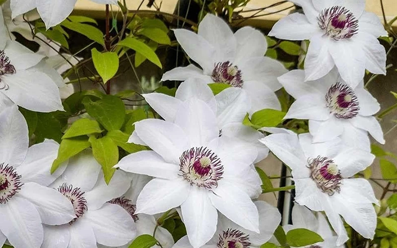Miss Bateman Clematis - 1 Gallon Pot 10 Miss Bateman Clematis - 1 Gallon Pot - Image 8