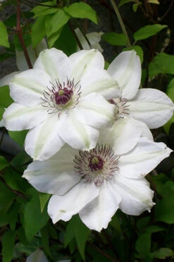 Miss Bateman Clematis - 1 Gallon Pot 14 Miss Bateman Clematis - 1 Gallon Pot -Plant Discount Store clematis miss20bateman 3 500x750 1