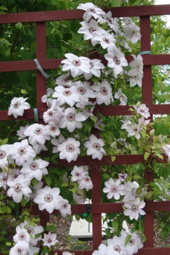 Miss Bateman Clematis - 1 Gallon Pot 16 Miss Bateman Clematis - 1 Gallon Pot -Plant Discount Store clematis miss20bateman 4 500x750 1