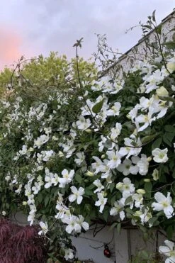 Grandiflora Montana Clematis - 1 Gallon Pot 15 Grandiflora Montana Clematis - 1 Gallon Pot -Plant Discount Store clematis montana grandiflora 1