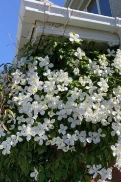 Grandiflora Montana Clematis - 1 Gallon Pot 12 Grandiflora Montana Clematis - 1 Gallon Pot -Plant Discount Store clematis montana grandiflora 2