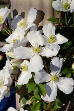 Grandiflora Montana Clematis - 1 Gallon Pot 14 Grandiflora Montana Clematis - 1 Gallon Pot -Plant Discount Store clematis montana grandiflora 9