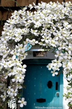 Grandiflora Montana Clematis - 1 Gallon Pot 13 Grandiflora Montana Clematis - 1 Gallon Pot -Plant Discount Store clematis montana grandiflora20copy