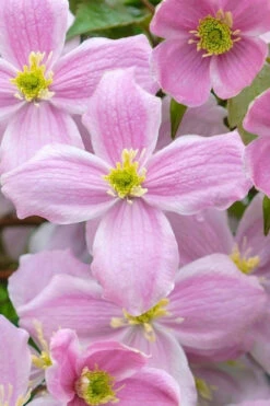 Mayleen Montana Clematis - 1 Gallon Pot 15 Mayleen Montana Clematis - 1 Gallon Pot -Plant Discount Store clematis montana mayleen 1