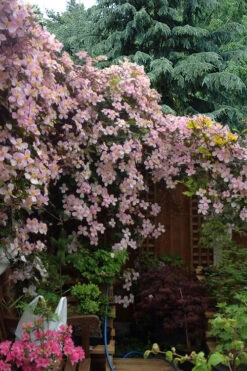 Mayleen Montana Clematis - 1 Gallon Pot 14 Mayleen Montana Clematis - 1 Gallon Pot -Plant Discount Store clematis montana mayleen 12