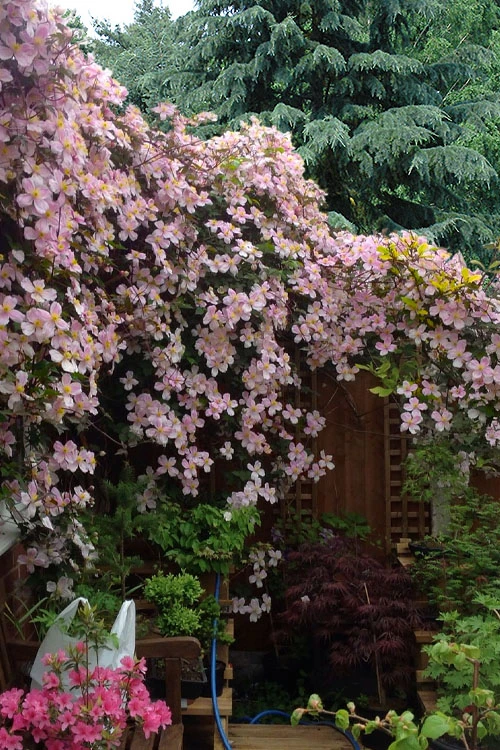 Mayleen Montana Clematis - 1 Gallon Pot 6 Mayleen Montana Clematis - 1 Gallon Pot - Image 4