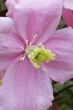Mayleen Montana Clematis - 1 Gallon Pot 19 Mayleen Montana Clematis - 1 Gallon Pot -Plant Discount Store clematis montana mayleen 4