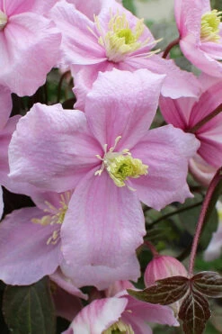 Mayleen Montana Clematis - 1 Gallon Pot 18 Mayleen Montana Clematis - 1 Gallon Pot -Plant Discount Store clematis montana mayleen 5