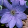 Mrs. Cholmondeley Clematis - 1 Gallon Pot 2 Mrs. Cholmondeley Clematis - 1 Gallon Pot -Plant Discount Store clematis mrs cholmondeley 11