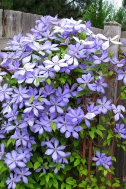 Mrs. Cholmondeley Clematis - 1 Gallon Pot -Plant Discount Store clematis mrs cholmondeley 2