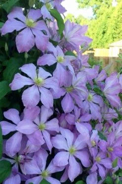 Mrs. Cholmondeley Clematis - 1 Gallon Pot -Plant Discount Store clematis mrs cholmondeley 8