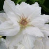 Mrs. George Jackman Clematis - 1 Gallon Pot