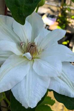 Mrs. George Jackman Clematis - 1 Gallon Pot 16 Mrs. George Jackman Clematis - 1 Gallon Pot -Plant Discount Store clematis mrs george jackman 5