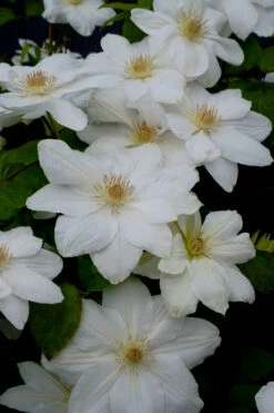 Mrs. George Jackman Clematis - 1 Gallon Pot 15 Mrs. George Jackman Clematis - 1 Gallon Pot -Plant Discount Store clematis mrs george jackman 7