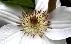 Mrs. George Jackman Clematis - 1 Gallon Pot 14 Mrs. George Jackman Clematis - 1 Gallon Pot -Plant Discount Store clematis mrs george jackman 8