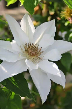 Mrs. George Jackman Clematis - 1 Gallon Pot 13 Mrs. George Jackman Clematis - 1 Gallon Pot -Plant Discount Store clematis mrs george jackman 9