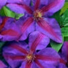 Mrs. Norman Thompson Clematis - 1 Gallon Pot -Plant Discount Store clematis mrs norman thompson 20 1