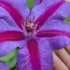 Mrs. Norman Thompson Clematis - 1 Gallon Pot 2 Mrs. Norman Thompson Clematis - 1 Gallon Pot -Plant Discount Store clematis mrs norman thompson 26